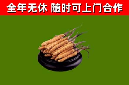 酉阳回收散虫草